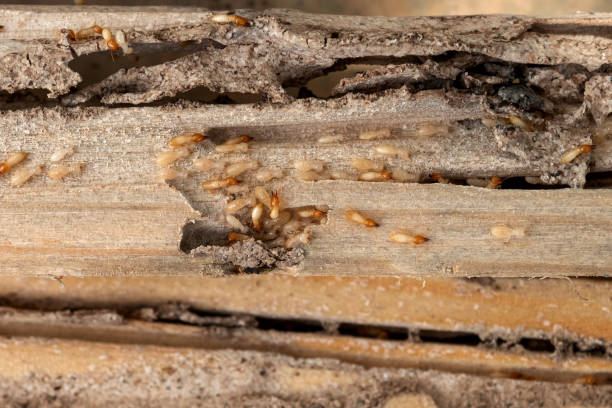 Best Wasp Removal Services  in Hinckley, IL