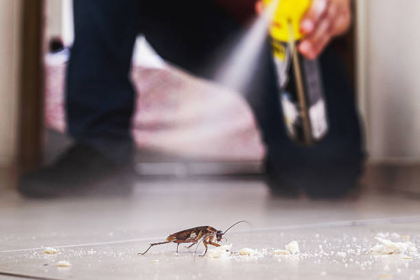 Best Flea Control Services  in Hinckley, IL