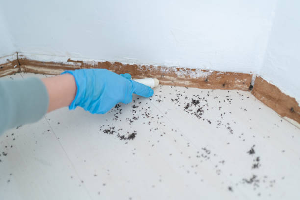 Best Pest Control Near Me  in Hinckley, IL